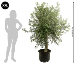 Dehner XXL Olivenbaum, ca. 160-180 cm Grün Best