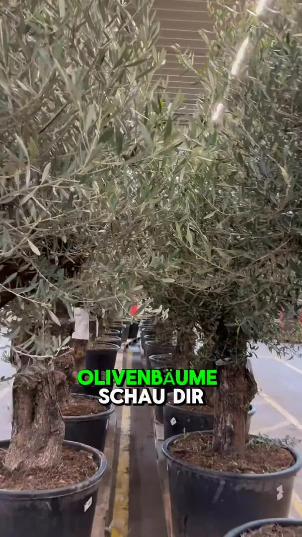 Dehner XXL Olivenbaum, ca. 160-180 cm Grün Best