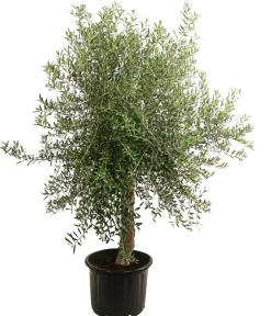Dehner XXL Olivenbaum, ca. 160-180 cm Grün Best
