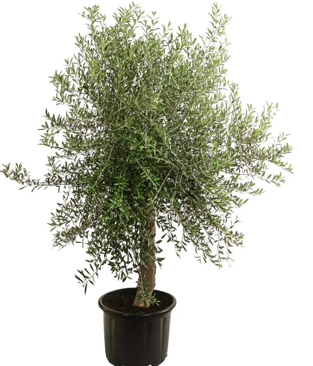 Dehner XXL Olivenbaum, ca. 160-180 cm Grün Best
