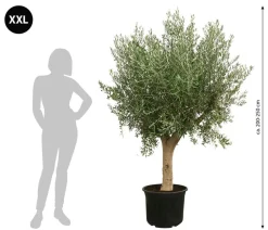 Dehner XXL Olivenbaum, ca. 200-250 cm Grün Online