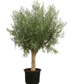 Dehner XXL Olivenbaum, ca. 200-250 cm Grün Online