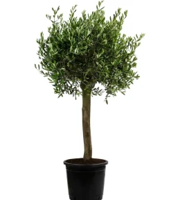 Dehner Terrassenpflanzen|Feigen- & Olivenbäume - XXL Olivenbaum, ca. 160-170 cm
