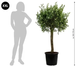 Dehner Terrassenpflanzen|Feigen- & Olivenbäume - XXL Olivenbaum, ca. 160-170 cm
