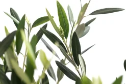 Dehner XXL Olivenstamm 'Leccino', ca. 180-200 cm New