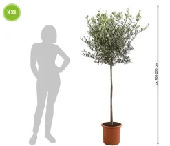 Dehner XXL Olivenstamm 'Leccino', ca. 180-200 cm New