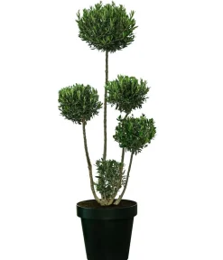 Dehner Terrassenpflanzen|Feigen- & Olivenbäume > XXL Pompon-Olivenbaum, ca. 160-180 cm