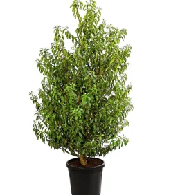 Dehner Laubgehölze|Terrassenpflanzen - XXL Portugiesischer Kirschlorbeer 'Angustifolia', ca. 130-150 cm Dunkelgrün