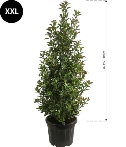 Dehner XXL Purpur-Glanzmispel 'Glanzkopf', ca. 140-160 cm Grün