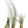 Dehner XXL Tillandsien-Set - Tillandsia Hybride, 3-teilig Discount