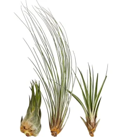 Dehner XXL Tillandsien-Set - Tillandsia Hybride, 3-teilig Discount