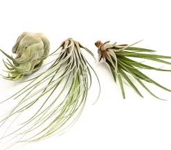Dehner XXL Tillandsien-Set - Tillandsia Hybride, 3-teilig Discount