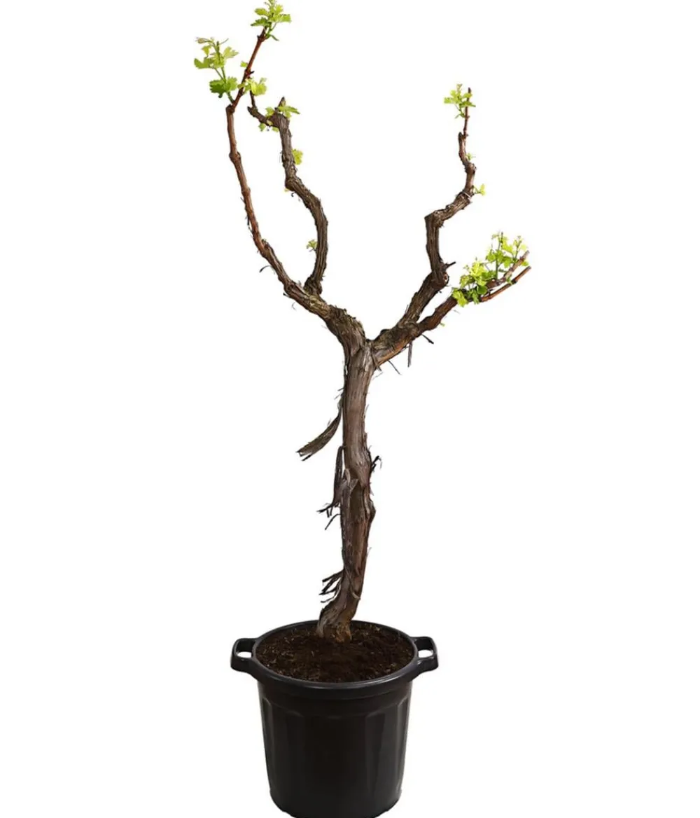 Dehner XXL Weinrebenstamm, ca. 200-220 cm, verschiedene Sorten Sale