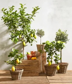 Dehner Zitruspflanzen|Terrassenpflanzen > XXL Zitrone, ca. 160-200 cm