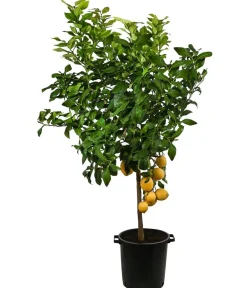 Dehner Zitruspflanzen|Terrassenpflanzen > XXL Zitrone, ca. 160-200 cm