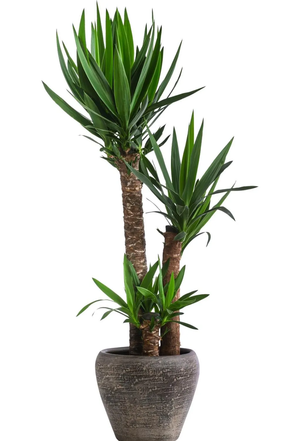 Dehner Solitärpflanzen|Drachenbaum & Yucca > Yucca-Palme - Yucca elephantipes