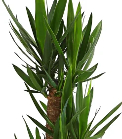 Dehner Solitärpflanzen|Drachenbaum & Yucca > Yucca-Palme - Yucca elephantipes