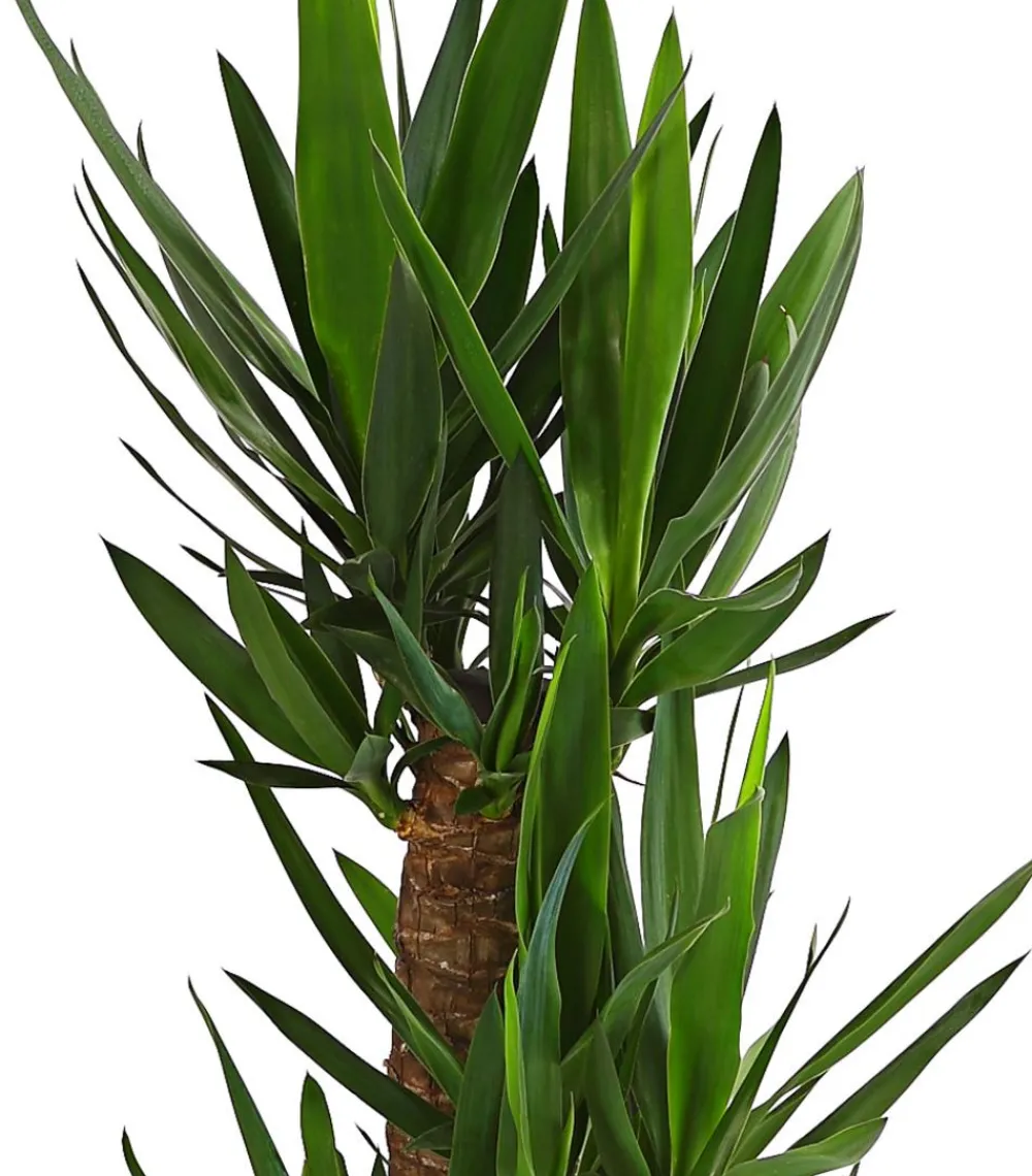 Dehner Solitärpflanzen|Drachenbaum & Yucca > Yucca-Palme - Yucca elephantipes