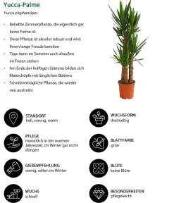 Dehner Solitärpflanzen|Drachenbaum & Yucca > Yucca-Palme - Yucca elephantipes