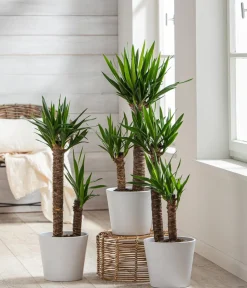 Dehner Drachenbaum & Yucca|Zimmerpalmen > Yucca-Palme - Yucca elephantipes