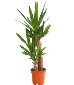 Dehner Drachenbaum & Yucca|Zimmerpalmen > Yucca-Palme - Yucca elephantipes