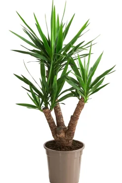 Dehner Drachenbaum & Yucca|Zimmerpalmen > Yucca-Palme - Yucca elephantipes, verzweigt