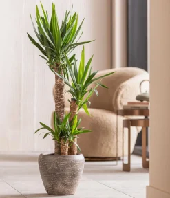 Dehner Yucca-Palme - Yucca elephantipes Grün Discount