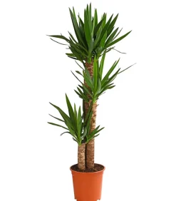 Dehner Yucca-Palme - Yucca elephantipes Grün Discount