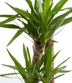 Dehner Yucca-Palme - Yucca elephantipes Grün Discount