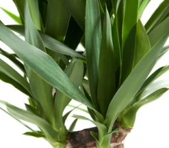 Dehner Drachenbaum & Yucca|Zimmerpalmen - Yucca-Palme - Yucca elephantipes Grün