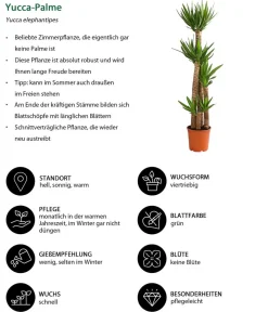 Dehner Drachenbaum & Yucca|Zimmerpalmen - Yucca-Palme - Yucca elephantipes Grün