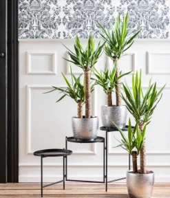 Dehner Drachenbaum & Yucca|Zimmerpalmen - Yucca-Palme - Yucca elephantipes Grün