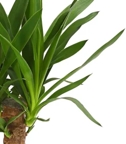 Dehner Drachenbaum & Yucca|Zimmerpalmen - Yucca-Palme - Yucca elephantipes Grün