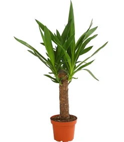 Dehner Drachenbaum & Yucca|Zimmerpalmen - Yucca-Palme - Yucca elephantipes Grün