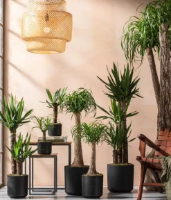 Dehner Drachenbaum & Yucca|Zimmerpalmen - Yucca-Palme - Yucca elephantipes Grün