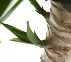 Dehner Drachenbaum & Yucca|Zimmerpalmen - Yucca-Palme - Yucca elephantipes Grün