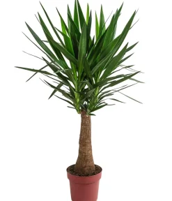 Dehner Drachenbaum & Yucca|Zimmerpalmen - Yucca-Palme - Yucca elephantipes 'Maya-Tree' Grün
