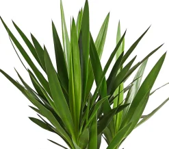 Dehner Drachenbaum & Yucca|Zimmerpalmen - Yucca-Palme - Yucca elephantipes 'Maya-Tree' Grün
