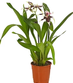 Dehner Orchideen > Zahnzungen-Orchidee - Odontoglossum-Hybriden, verschiedene Sorten