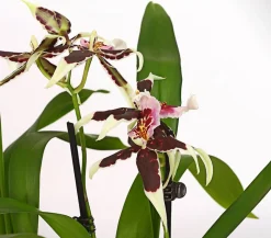 Dehner Orchideen > Zahnzungen-Orchidee - Odontoglossum-Hybriden, verschiedene Sorten