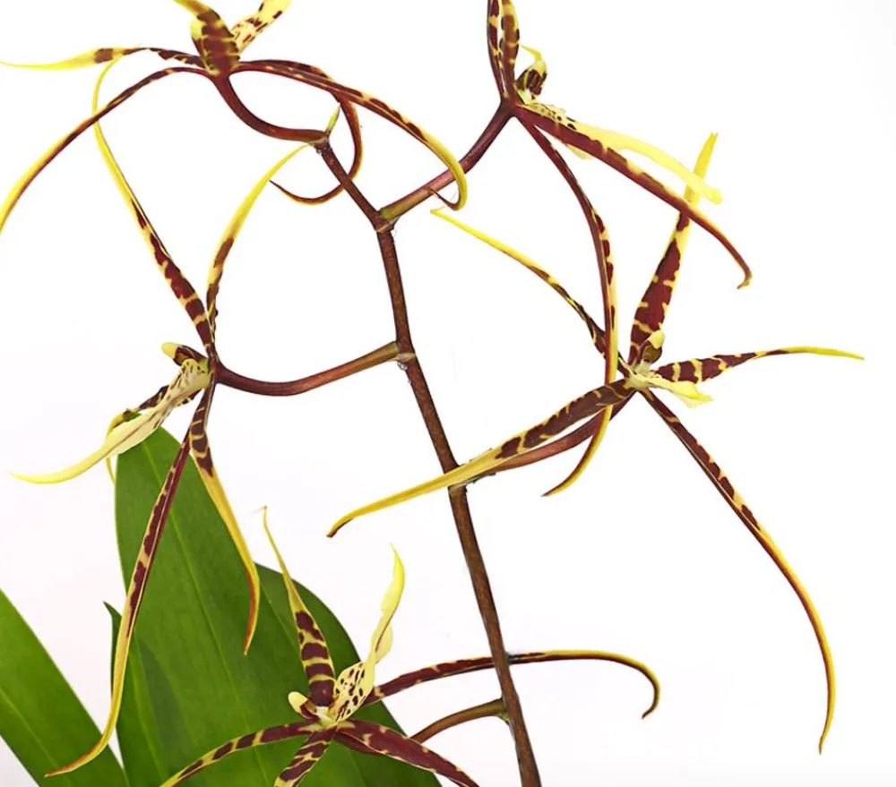 Dehner Orchideen > Zahnzungen-Orchidee - Odontoglossum-Hybriden, verschiedene Sorten
