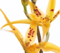 Dehner Orchideen > Zahnzungen-Orchidee - Odontoglossum-Hybriden, verschiedene Sorten