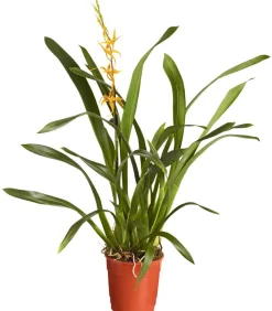 Dehner Orchideen > Zahnzungen-Orchidee - Odontoglossum-Hybriden, verschiedene Sorten