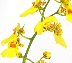 Dehner Orchideen > Zahnzungen-Orchidee - Odontoglossum-Hybriden, verschiedene Sorten