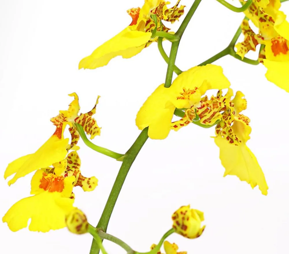 Dehner Orchideen > Zahnzungen-Orchidee - Odontoglossum-Hybriden, verschiedene Sorten