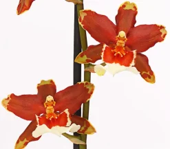 Dehner Orchideen > Zahnzungen-Orchidee - Odontoglossum-Hybriden, verschiedene Sorten