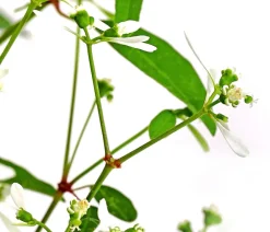 Dehner Sommerblumen > Zauberschnee 'Diamond Frost'