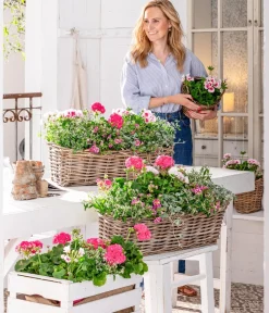 Dehner Sommerblumen > Zauberschnee 'Diamond Frost'