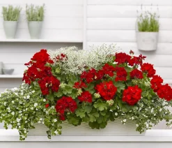 Dehner Sommerblumen > Zauberschnee 'Diamond Frost'