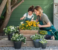 Dehner Sommerblumen > Zauberschnee 'Diamond Frost'